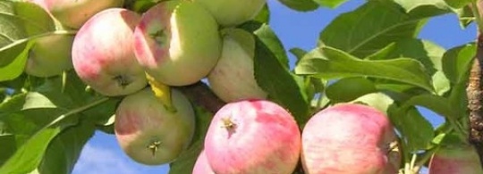 Как правильно выбирать и сажать яблони