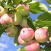 Как правильно выбирать и сажать яблони