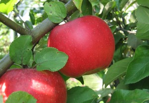 Ауксис - сорт яблони