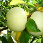 Белый налив - сорт яблони