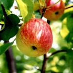 Грушовка - сорт яблони