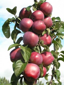 Имант - сорт яблони
