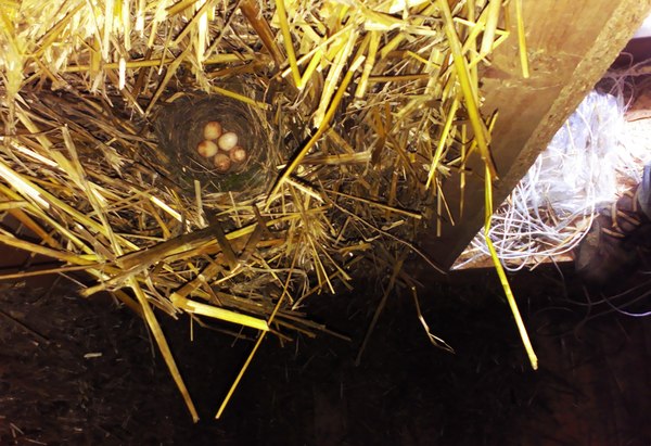 гнездо какаой-то птички в соломенном доме и пять яиц